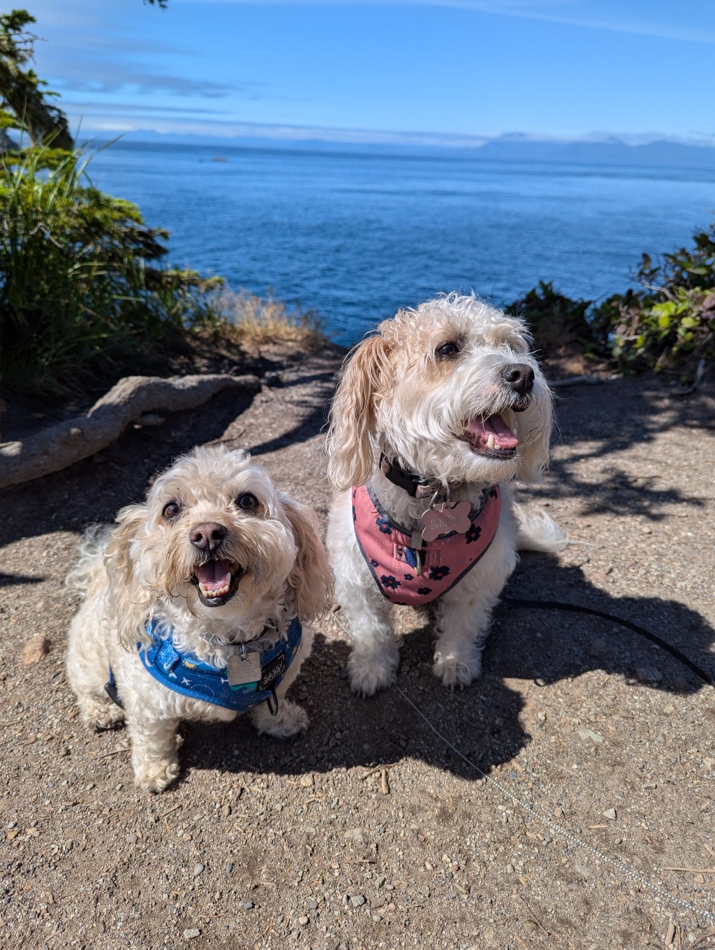 If you could make your pet understand one thing, what would it&nbsp;be?